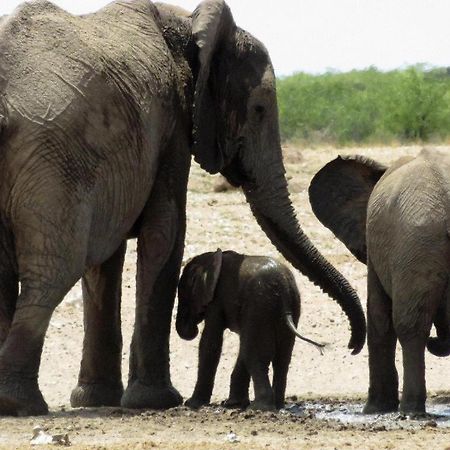 Etosha Safari Lodge, Etosha National Park, Namibia オカウクエジョ エクステリア 写真