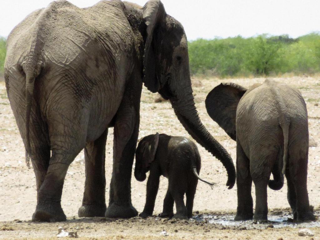 Etosha Safari Lodge, Etosha National Park, Namibia オカウクエジョ エクステリア 写真