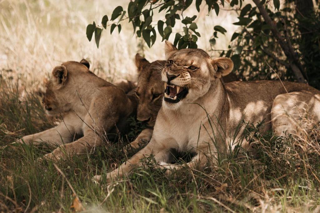 Etosha Safari Lodge, Etosha National Park, Namibia オカウクエジョ エクステリア 写真